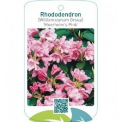 Rhododendron [Williamsianum Group] ‘Moerheim’s Pink’