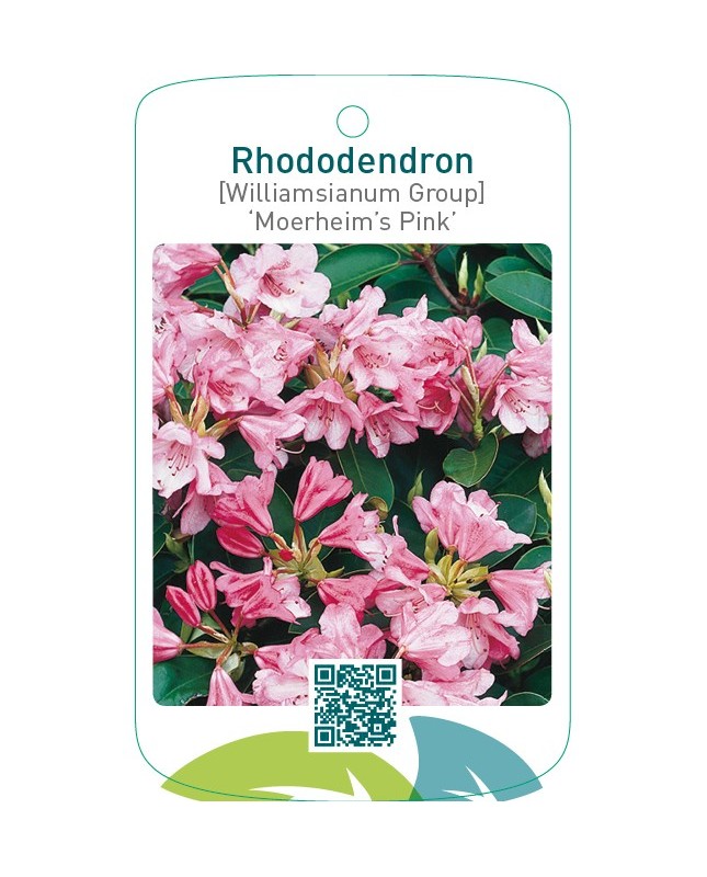 Rhododendron [Williamsianum Group] ‘Moerheim’s Pink’
