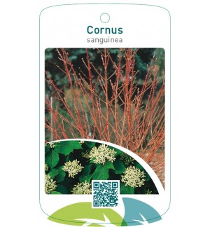 Cornus sanguinea