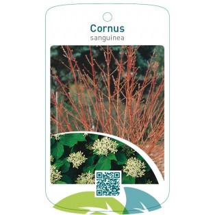 Cornus sanguinea
