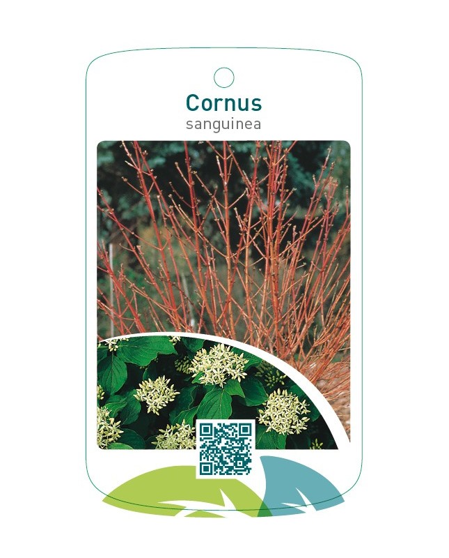 Cornus sanguinea