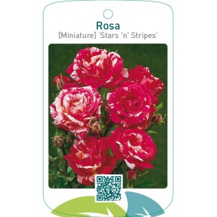 Rosa [Miniature] ‘Stars and Stripes’