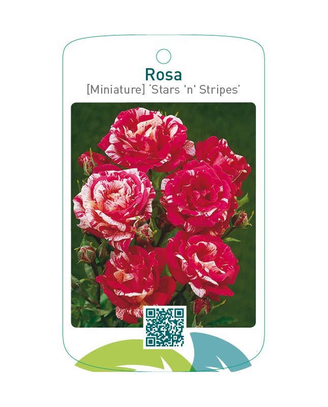 Rosa [Miniature] ‘Stars and Stripes’