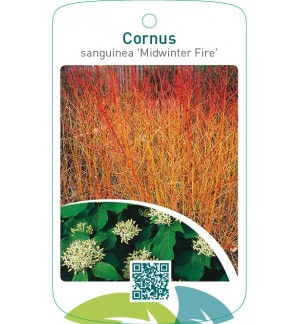 Cornus sanguinea ‘Midwinter Fire’