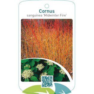 Cornus sanguinea ‘Midwinter Fire’
