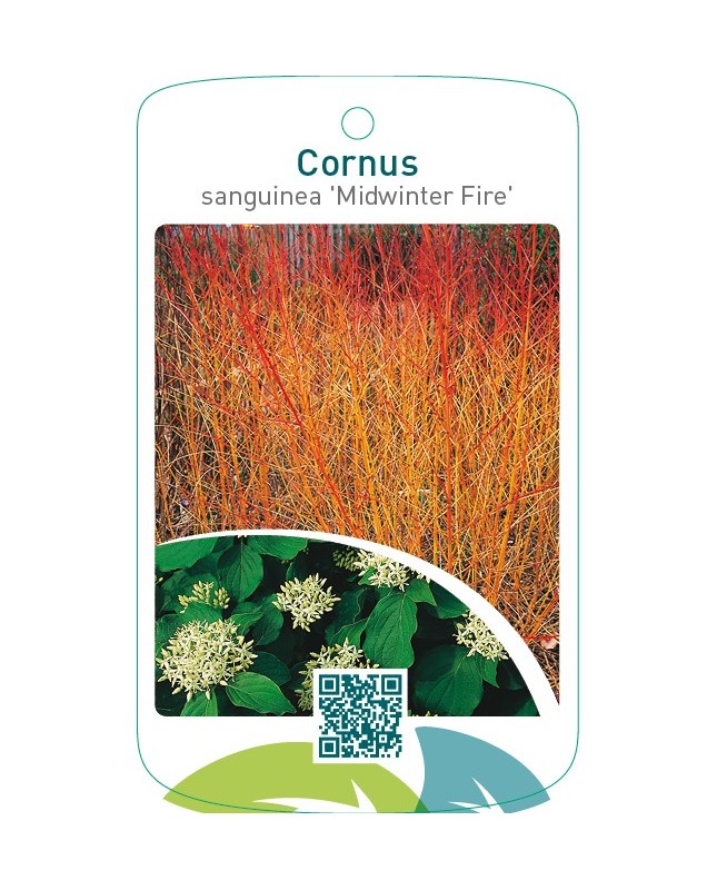 Cornus sanguinea ‘Midwinter Fire’