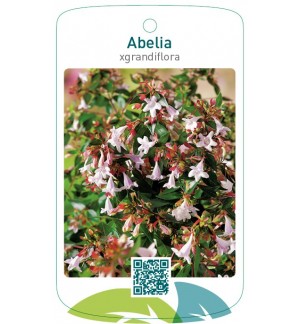 Abelia xgrandiflora