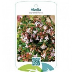 Abelia xgrandiflora