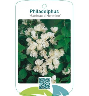 Philadelphus ‘Manteau d’Hermine’