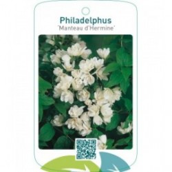 Philadelphus ‘Manteau d’Hermine’