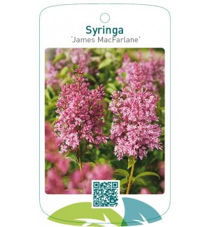 Syringa ‘James MacFarlane’