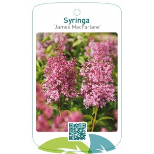 Syringa ‘James MacFarlane’
