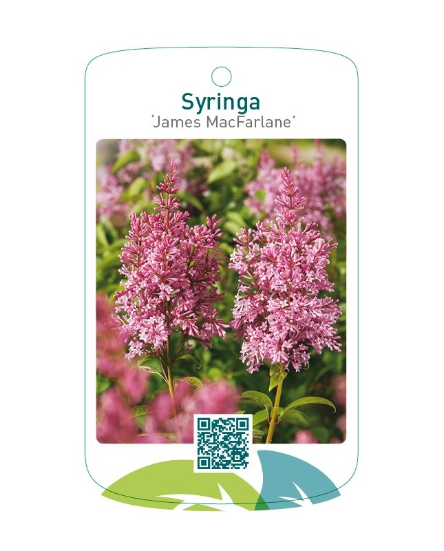 Syringa ‘James MacFarlane’