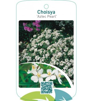 Choisya ‘Aztec Pearl’