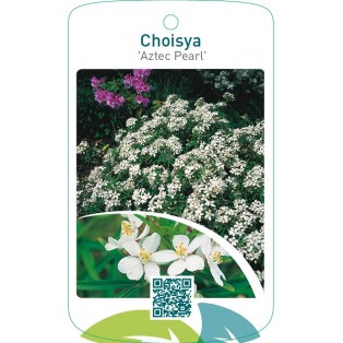 Choisya ‘Aztec Pearl’