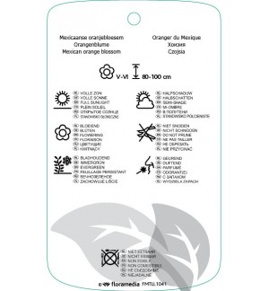 Etichette di Choisya ‘Aztec Pearl’ *