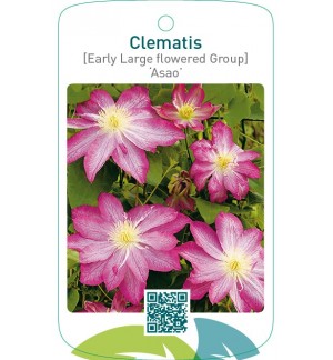 Clematis [Early Large flowered Group] ‘Asao’