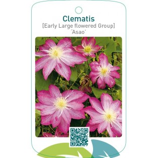 Clematis [Early Large flowered Group] ‘Asao’