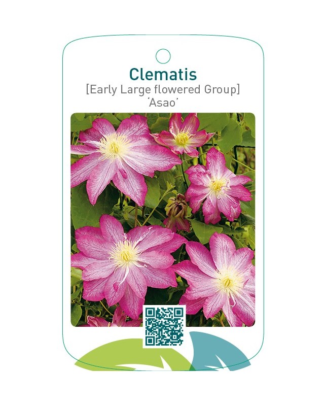 Clematis [Early Large flowered Group] ‘Asao’
