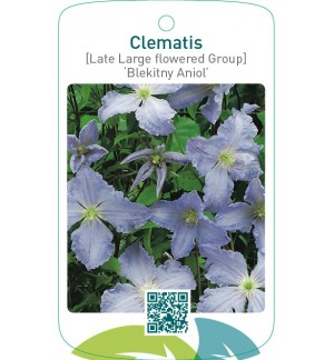 Clematis [Late Large flowered Group] ‘Blekitny Aniol’