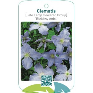 Clematis [Late Large flowered Group] ‘Blekitny Aniol’