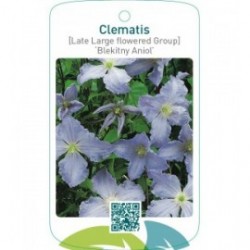 Clematis [Late Large flowered Group] ‘Blekitny Aniol’