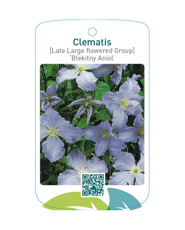 Clematis [Late Large flowered Group] ‘Blekitny Aniol’