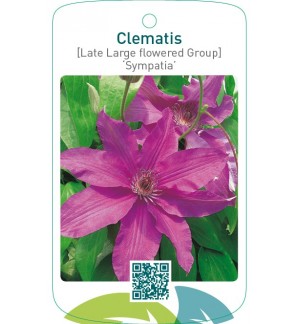 Clematis [Late Large flowered Group] ‘Sympatia’