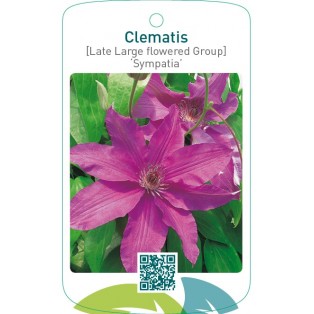 Clematis [Late Large flowered Group] ‘Sympatia’