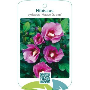 Hibiscus syriacus ‘Mauve Queen’