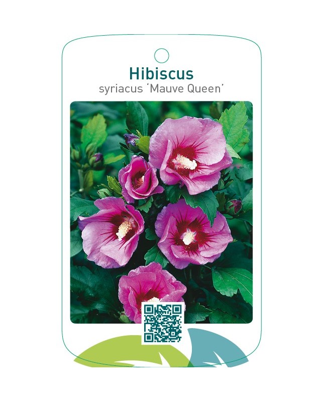 Hibiscus syriacus ‘Mauve Queen’