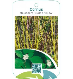 Cornus stolonifera ‘Budd’s Yellow’