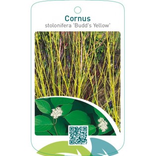 Cornus stolonifera ‘Budd’s Yellow’