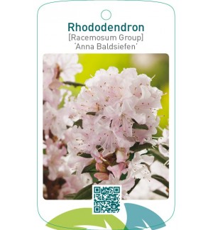 Rhododendron [Racemosum Group] ‘Anna Baldsiefen’