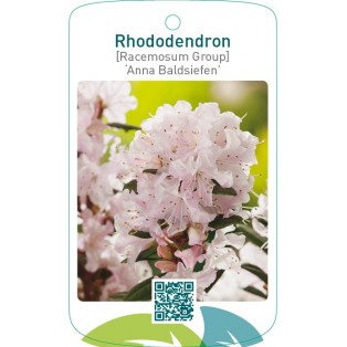 Rhododendron [Racemosum Group] ‘Anna Baldsiefen’