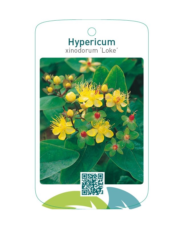 Hypericum xinodorum ‘Loke’