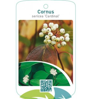Cornus sericea ‘Cardinal’