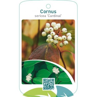 Cornus sericea ‘Cardinal’