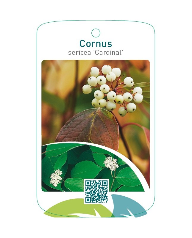 Cornus sericea ‘Cardinal’