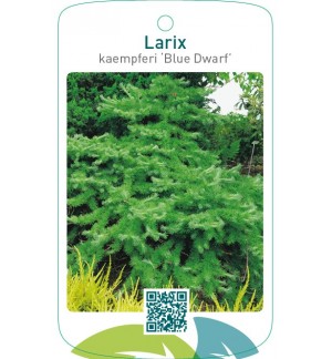 Larix kaempferi ‘Blue Dwarf’