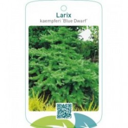 Larix kaempferi ‘Blue Dwarf’