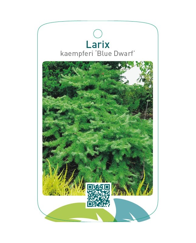 Larix kaempferi ‘Blue Dwarf’