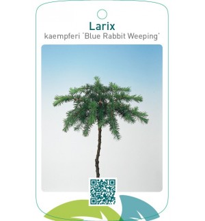 Larix kaempferi ‘Blue Rabbit Weeping’
