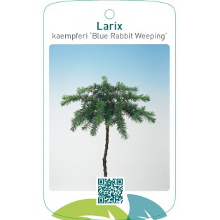 Larix kaempferi ‘Blue Rabbit Weeping’