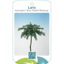 Larix kaempferi ‘Blue Rabbit Weeping’