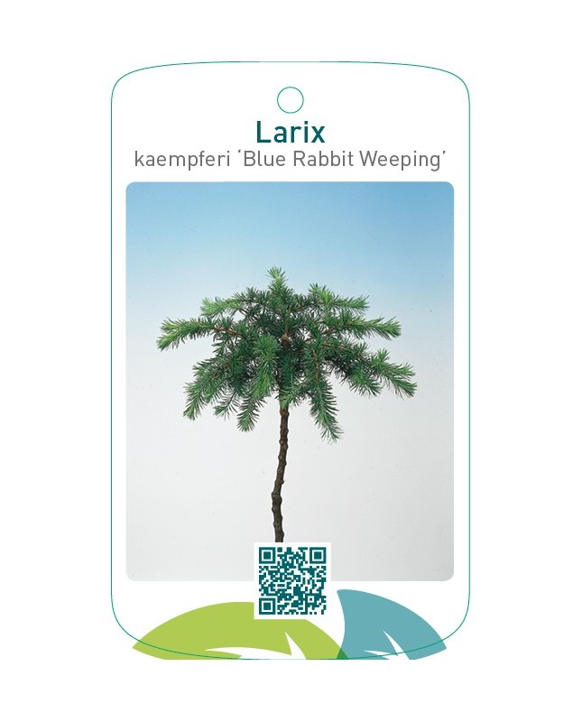 Larix kaempferi ‘Blue Rabbit Weeping’