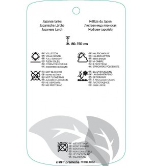 Etichette di Larix kaempferi ‘Blue Rabbit Weeping’ *
