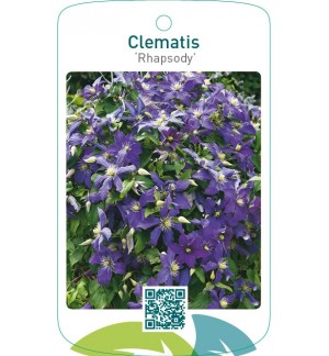 Clematis ‘Rhapsody’