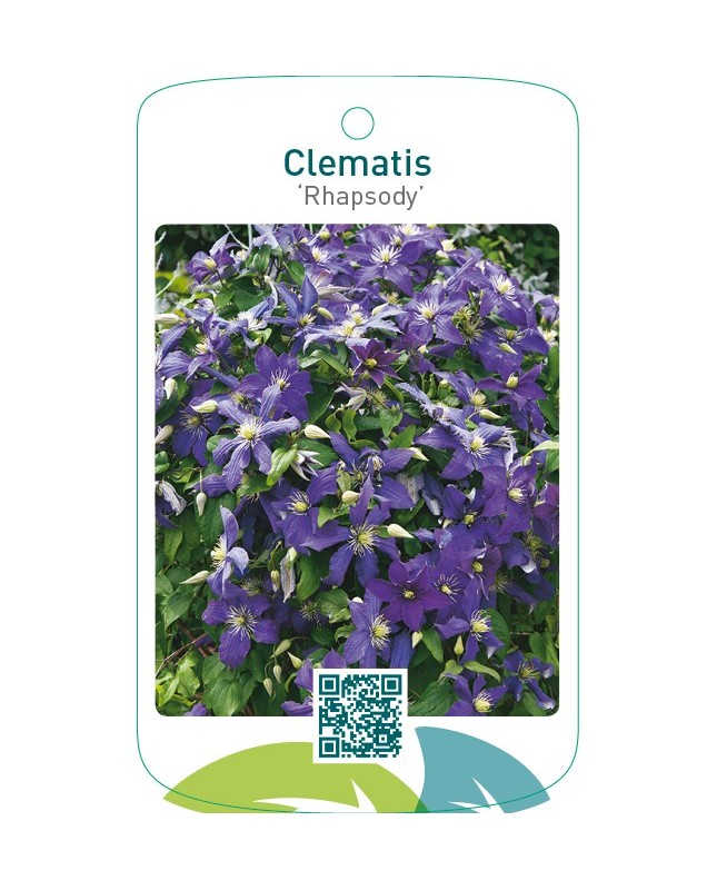 Clematis ‘Rhapsody’