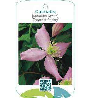 Clematis [Montana Group] ‘Fragrant Spring’